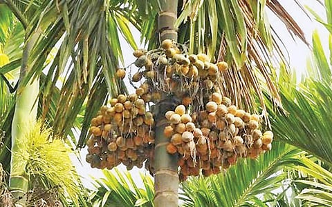 மரங்களின் வரங்கள்!