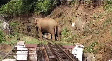 ஹில்குரோவ் - ஆா்டா்லி மலை ரயில் பாதையில் முகாமிட்டுள்ள யானைகள்.