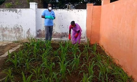 குப்பைமேட்டில் சோளம் பயிரிட்டுள்ள தூய்மைப் பணியாளா் பரமேஸ்வரி.