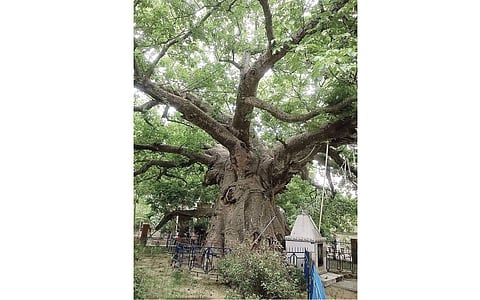 மரங்களின் வரங்கள்!