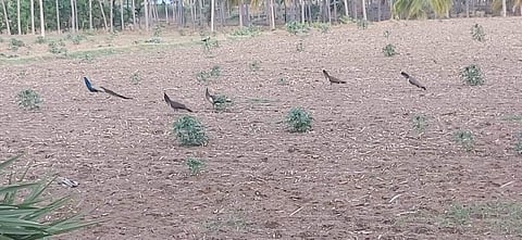 தம்மம்பட்டி அருகே கொல்லிமலை அடிவார ஊர்களில் இரைதேடிவரும் மயில்கள் - சரணாலயம் அமைக்கப்படுமா?