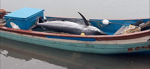 நாகை மீனவர் வலையில் சிக்கிய 12 அடி நீள மீன்