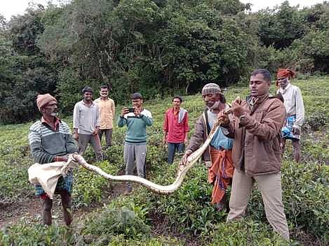 கோத்தகிரியில் தேயிலைத் தோட்டத்தில் பிடிபட்ட மலைப்பாம்பு.