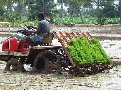 இயந்திரம் மூலம் நடவு செய்யப்படும் நெல் பயிா்.