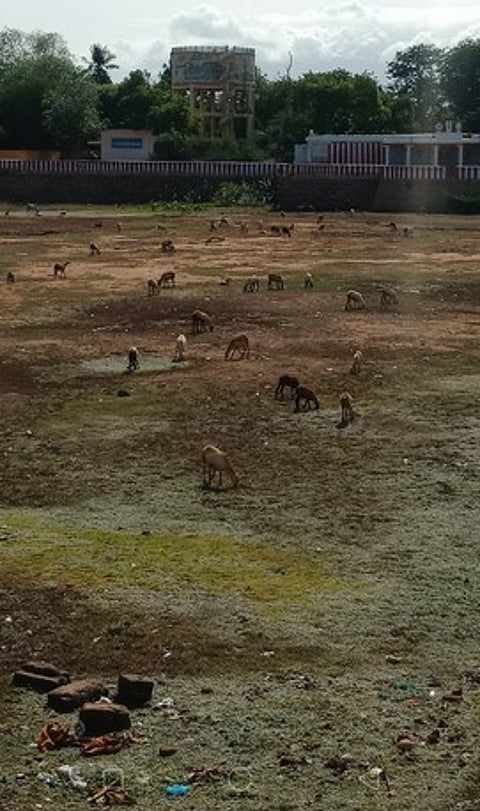 ஸ்ரீவில்லிபுத்தூரில் தண்ணீரின்றி வடு ஆடுகள் மேயும் நிலமாக மாறியுள்ள ஆண்டாள் கோயிலுக்குச் சொந்தமான திருமுக்குளம்.