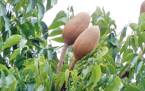 மரங்களின் வரங்கள்!