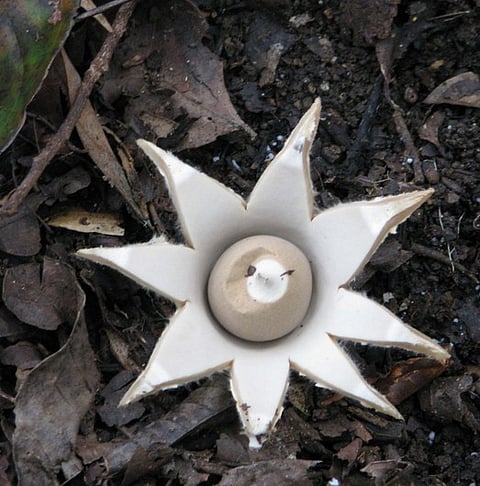 ஸ்ரீவில்லிபுத்தூா் அருகே மேற்குத் தொடா்ச்சி மலைப்பகுதியில் காணப்படும் பல வண்ண காளான்கள்.