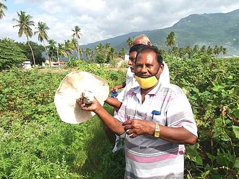 எடப்பாடி அடுத்த குப்பனூர் பகுதியில் உள்ள விவசாயத்தோட்டத்தில் வளர்ந்த அதிசயகாளான்