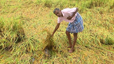 அறுவடைக்கு தயாராக இருந்த குறுவை நெல் பயிர்கள் சாய்ந்தன