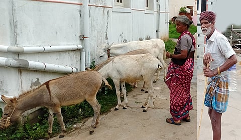 கழுதைகளை குழந்தைகளாக கருதி பெயா்சூட்டி வளா்த்து வரும் ராமசாமி, செல்லம்மாள் தம்பதியா்.