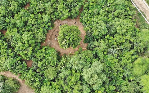 "மியாவாக்கி' முறை: 10 ஆண்டுகளில் காடுகள்!