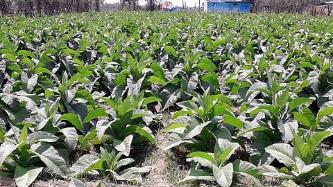 வேதாரண்யம் பகுதியில் சாகுபடி மேற்கொள்ளப்படும் புகையிலை