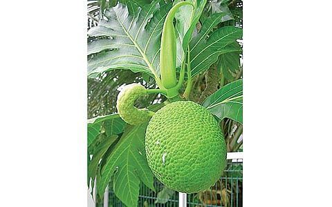 ஈரப் பலாக்காய்