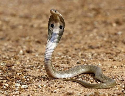 Toddler Bites Cobra