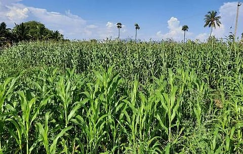 சேலம் மாவட்டத்தில் யூரியா தட்டுப்பாடு