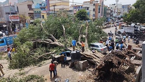 வேலூா் மண்டித் தெருவில் சாய்ந்த நூறு ஆண்டுகள் பழைமையான அரச மரம்.