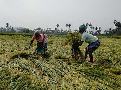 ராஜபாளையம் அருகே கோவிலூரில் மழை நீரில் மூழ்கி சேதமடைந்த நெற்பயிா்கள்.