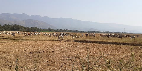 கோப்புப் படம்.