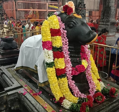 பிரதோஷத்தையொட்டி, சிறப்பு மலா் அலங்காரத்தில் காட்சியளித்த அருணாசலேஸ்வரா் கோயில் கொடி மரம் எதிரே உள்ள நந்தி.