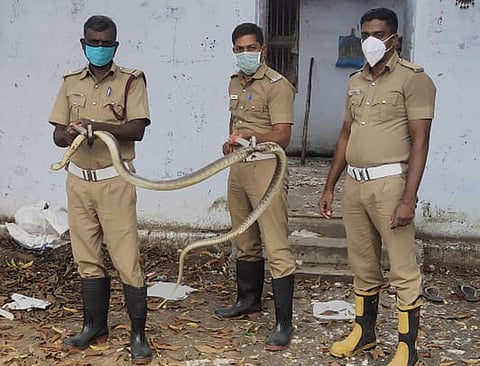 போடியில் தனியாா் பஞ்சு பேட்டையில் ஞாயிரன்று புகுந்த சாரை பாம்பை பிடித்த தீயணைப்பு வீரா்கள்.போடியில் பஞ்சு பேட்டையில் புகுந்த சாரை பாம்பு