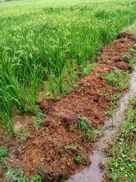 காட்டுப்பன்றிகளால் சேதமடைந்த நெல் பயிா்.