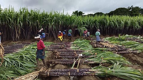 கரும்புக்கான ஆதார விலை குவிண்டாலுக்கு ரூ. 355-ஆக அதிகரிப்பு: மத்திய அரசு முடிவு