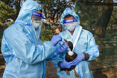 Bird flu confirmed in Delhi, samples test positive