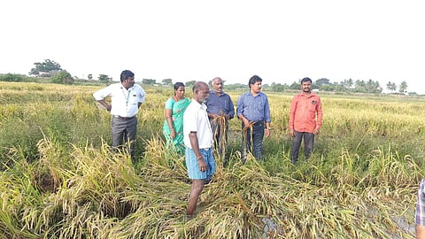 சேதமடைந்த பயிர்கள்.