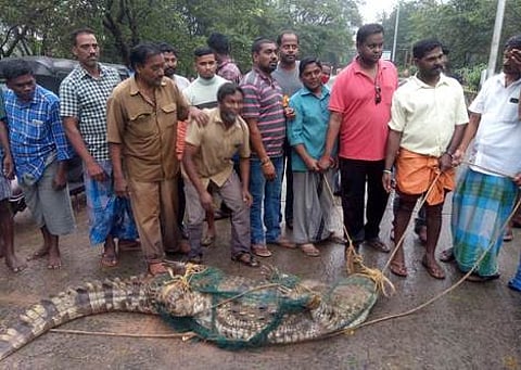 பல்கலை. வளாகத்தில் பிடிபட்ட முதலை