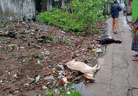 நாகை, வேளாங்கண்ணியில் சூறைக்காற்றுடன் பலத்த மழை