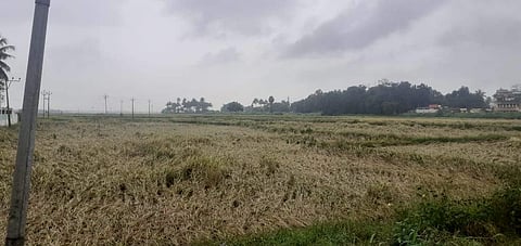 உத்தமபாளையத்தில் மழையால் பாதிக்கப்பட்ட நெற்பயிர்கள்