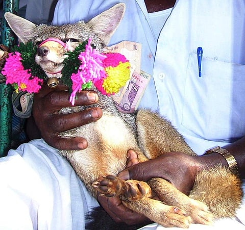 ஜல்லிக்கட்டு நடத்த பிடிக்கப்பட்ட வங்காநரி (கோப்புபடம்)