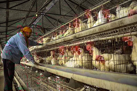 நாட்டில் புதிதாக 5 மாவட்டங்களில் பறவைக் காய்ச்சல் உறுதி: மத்திய அரசு