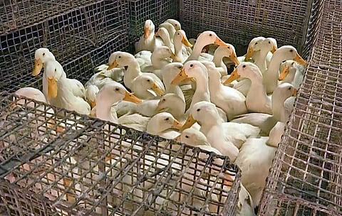 மணிப்பூர்: மற்ற மாநிலங்களின் பறவைகளைக் கொண்டுவரத் தடை (கோப்புப்படம்)