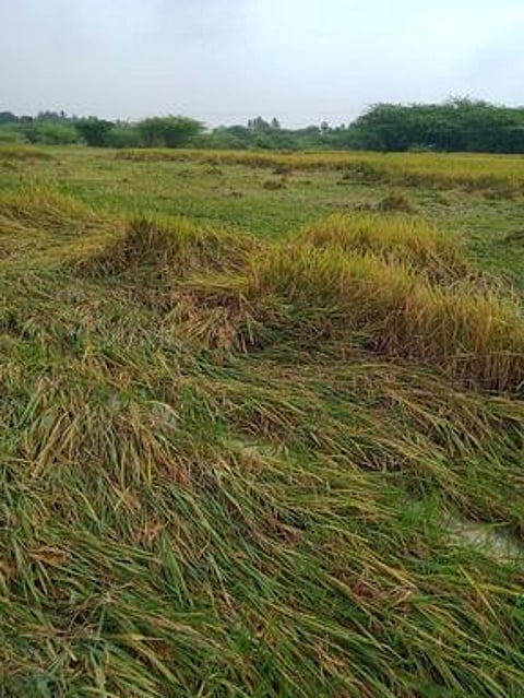 புதுக்கோட்டை மாவட்டம், கீரனூா் அருகே மாங்குடியில் தலைசாய்ந்துள்ள நெற்பயிா்.