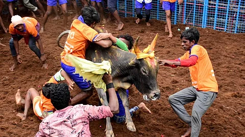 அவனியாபுரம் ஜல்லிக்கட்டு -