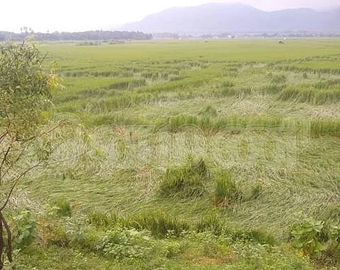 கடையம் பகுதியில் தொடர் மழையால் தலைசாய்ந்த நெற்பயிர்