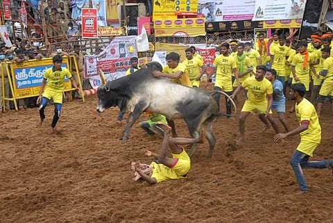 பாலமேட்டில் காளைகளும்-காளையரும் புகைப்படங்கள்