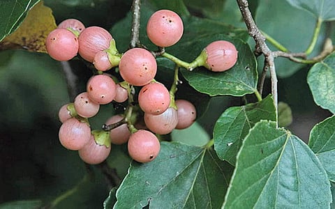 மரங்களின் வரங்கள்!: பலம் பல தரும் - நறுவல்லி மரம்