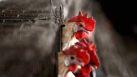 பறவை காய்ச்சல்