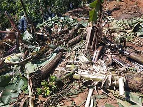 யானைகளால் சேதப்படுத்தப்பட்ட வாழை மரங்கள்.