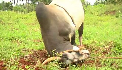 அலங்காநத்தம் கிராமத்தில் பயிற்சி பெறும் காளைகள்.