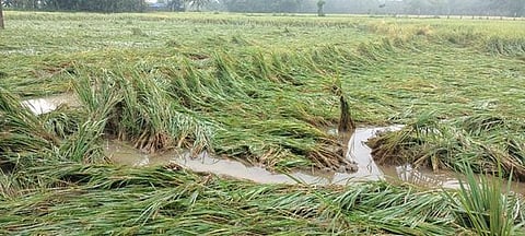 தஞ்சாவூா் மாவட்டம், அம்மாபேட்டை புத்தூா் கீழத்தோப்புப் பகுதியில் பருவம் தவறிய மழையால் சாய்ந்த நெற் பயிா்கள்.