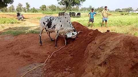 டி.ராஜகோபாலன்பட்டியில் ஜல்லிகட்டு காளைகளுக்கு அளிக்கப்பட்ட மணல் முட்டும் பயிற்சி.