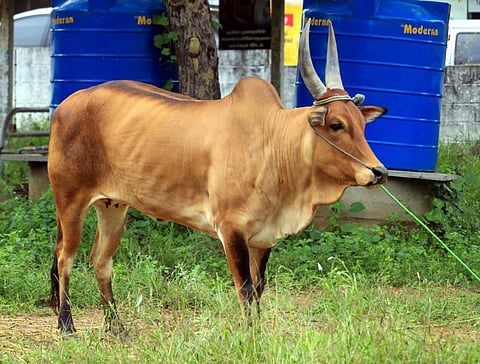 காங்கயம் அடுத்துள்ள நத்தக்காடையூர் அருகே பழையகோட்டை காங்கேயம் இன மாட்டுச் சந்தையில் ரூ.55 ஆயிரத்துக்கு விற்கப்பட்ட காங்கேயம் இன மாடு.
