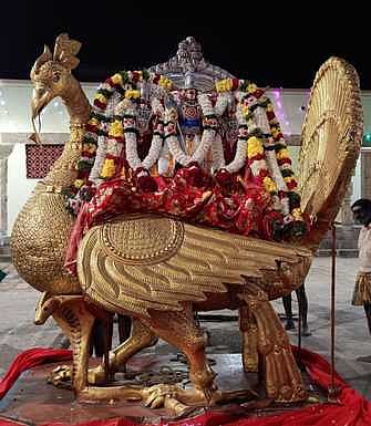 பழனி தைப்பூசத் திருவிழாவின் ஒன்பதாம் நாள் நிகழ்ச்சியாக சனிக்கிழமை தங்கமயில் வாகனத்தில் ரத வீதி உலா வந்த முத்துக்குமாரசுவாமி.