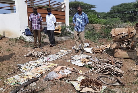பவானிசாகா் கால்நடை ஆராய்ச்சி மையத்தில் எரியூட்டுவதற்காக வைக்கப்பட்ட சிறுத்தை தோல், புலி நகம், மான் கொம்புகள்.