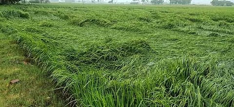 மகேந்திரப்பள்ளி கிராமத்தில் மழையால் சாய்ந்த நெற்பயிா்கள்.