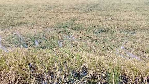 ஆா்எஸ் மங்கலம் பகுதியில் தொடா் மழை:400 ஏக்கா் நெற்பயிா்கள் சேதம்