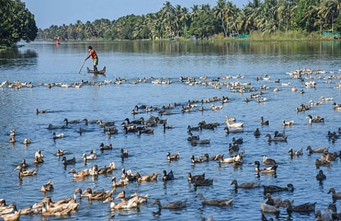 பறவைக் காய்ச்சல்: கேரளத்தில் பறவைகள் அழிப்புப் பணிகள் தொடக்கம்